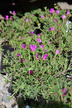 De Brugge Tuynmakery - Plants