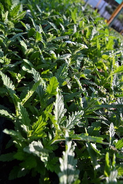 De Brugge Tuynmakery - Plants