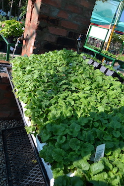 De Brugge Tuynmakery - Plants