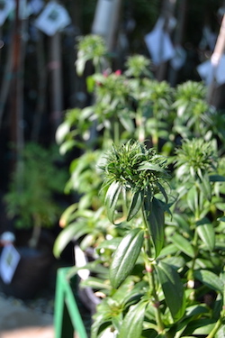 De Brugge Tuynmakery - Plants