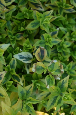 De Brugge Tuynmakery - Plants