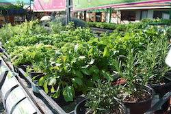 De Brugge Tuynmakery - Plants