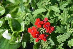 De Brugge Tuynmakery - Plants