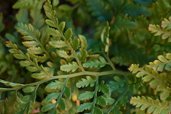 De Brugge Tuynmakery - Plants