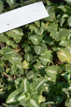 De Brugge Tuynmakery - Plants