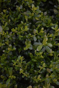 De Brugge Tuynmakery - Plants