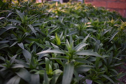 De Brugge Tuynmakery - Plants