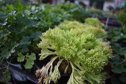 De Brugge Tuynmakery - Plants