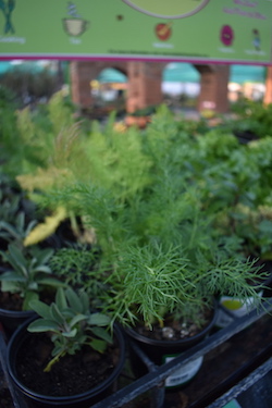 De Brugge Tuynmakery - Plants