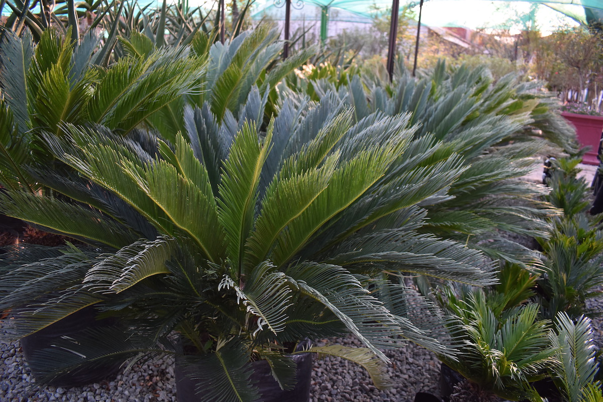 De Brugge Tuynmakery - Plants