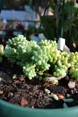 De Brugge Tuynmakery - Plants